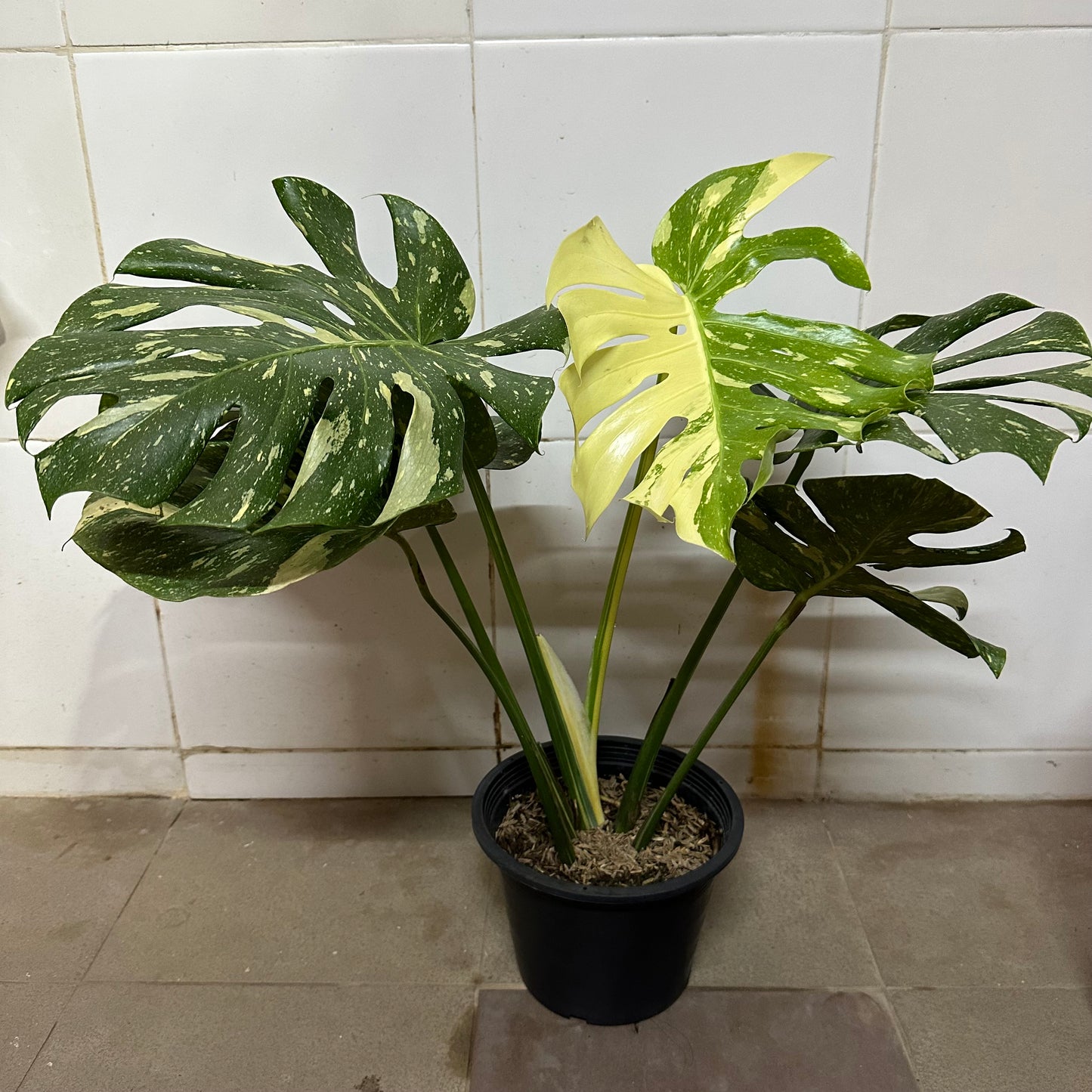 Variegated Monstera (0.5m)