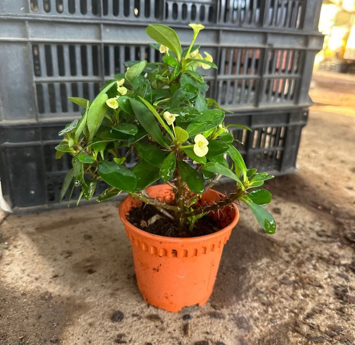 Euphorbia Milii 'Yellow Crown of Thorns' (0.25m)