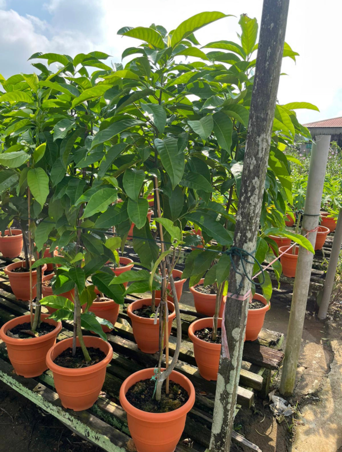 Magnolia Champaca (0.9m)