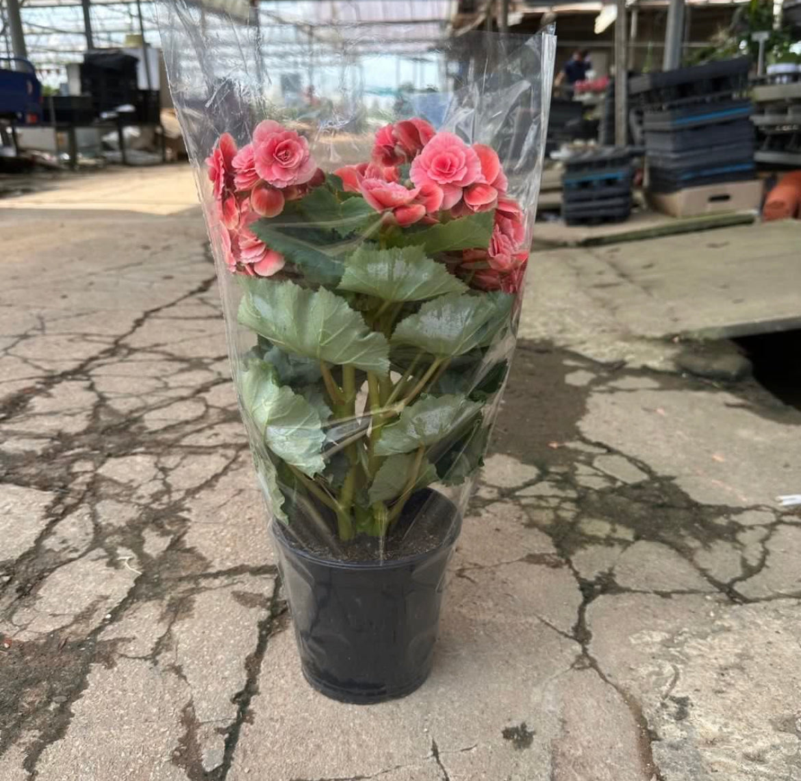 Begonia Rose (0.3m)