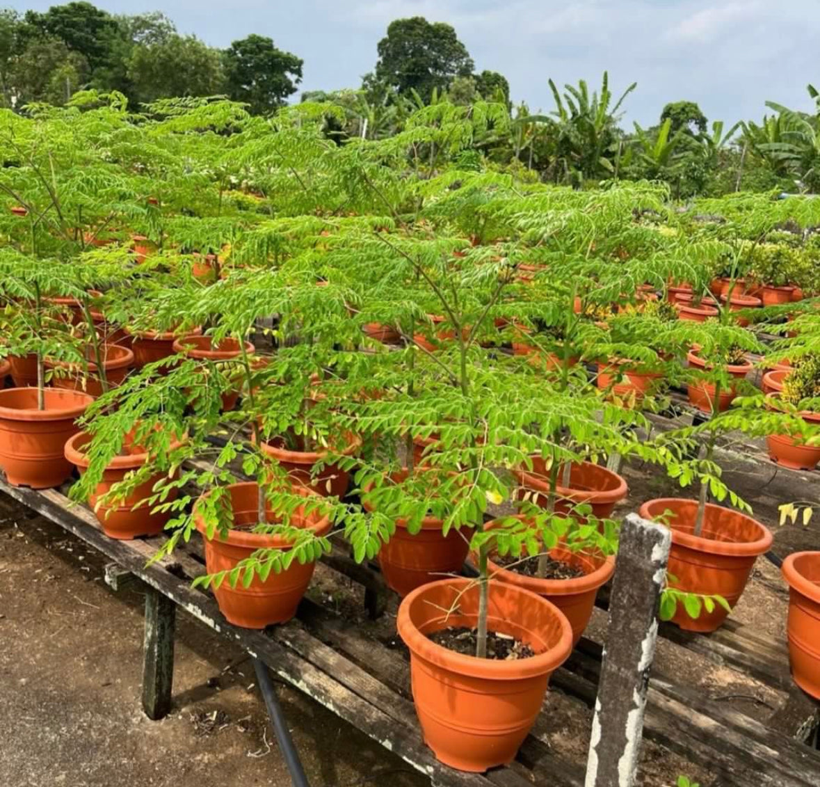 Moringa Plant (1m)