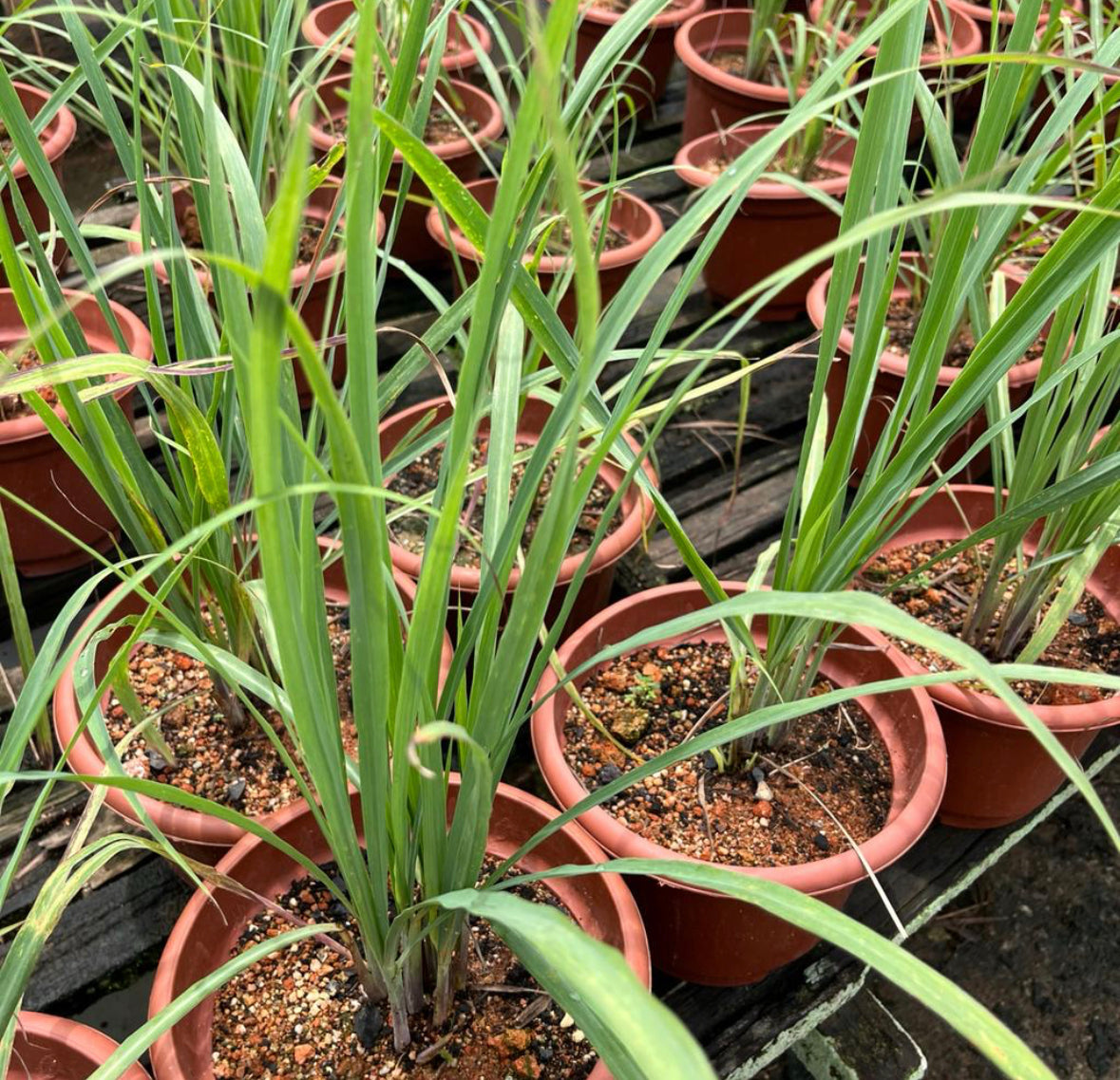 Cymbopogon Citratus, Lemon Grass (0.6m)