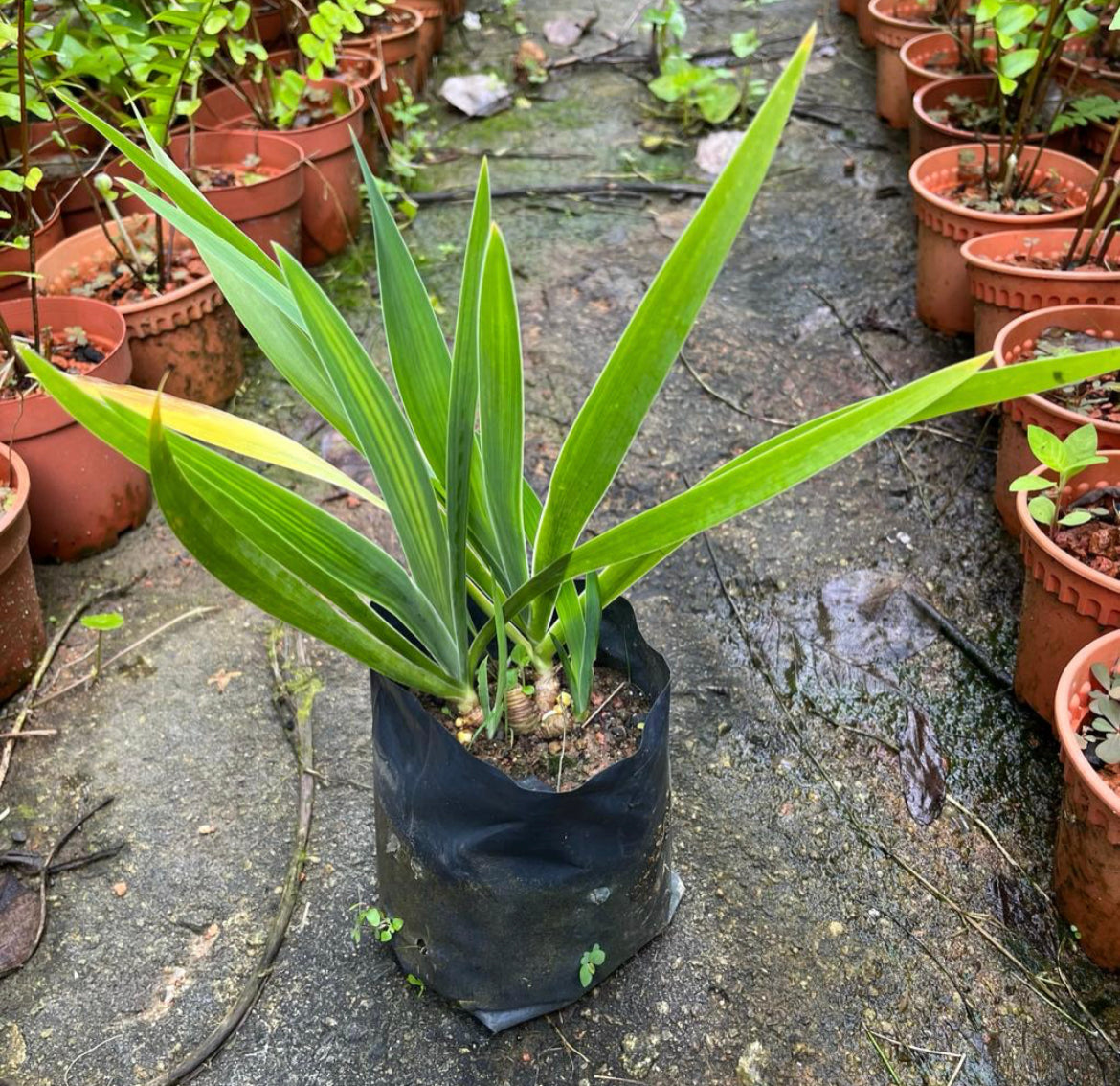 Bundle Of 5 - Iris Domestica (Linn.) DC In Bag (0.3m)