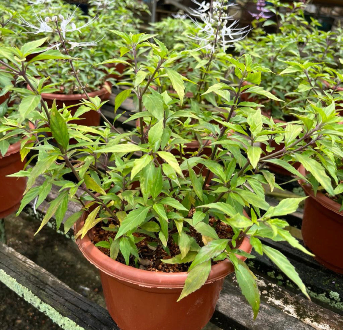 Orthosiphon Aristatus, Cat's Whiskers White (0.35m)