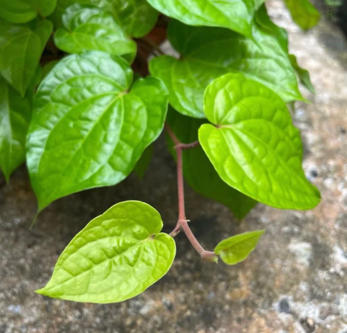 Betel Pepper Plant (0.3m)