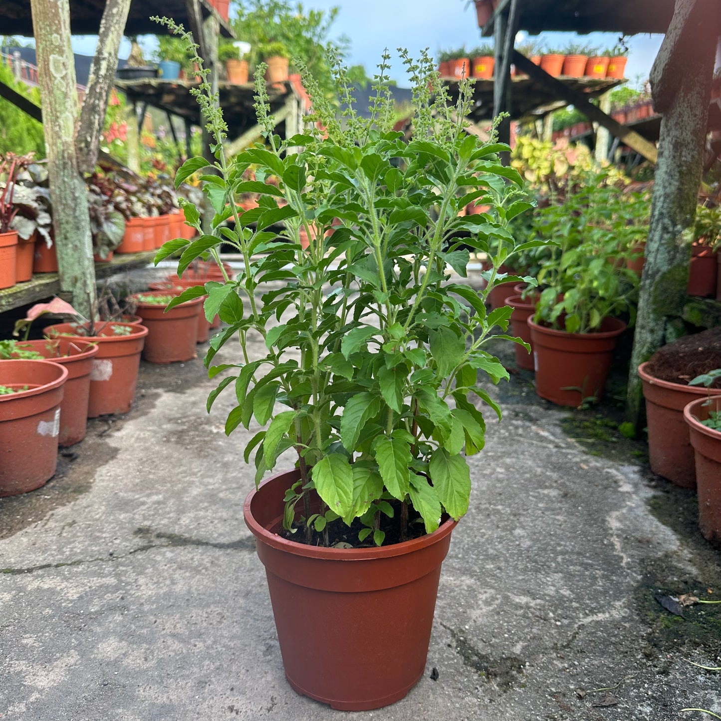 Ocimum Tenuiflorum, Holy Basil, Sacred Basil, Tulsi (0.30m)