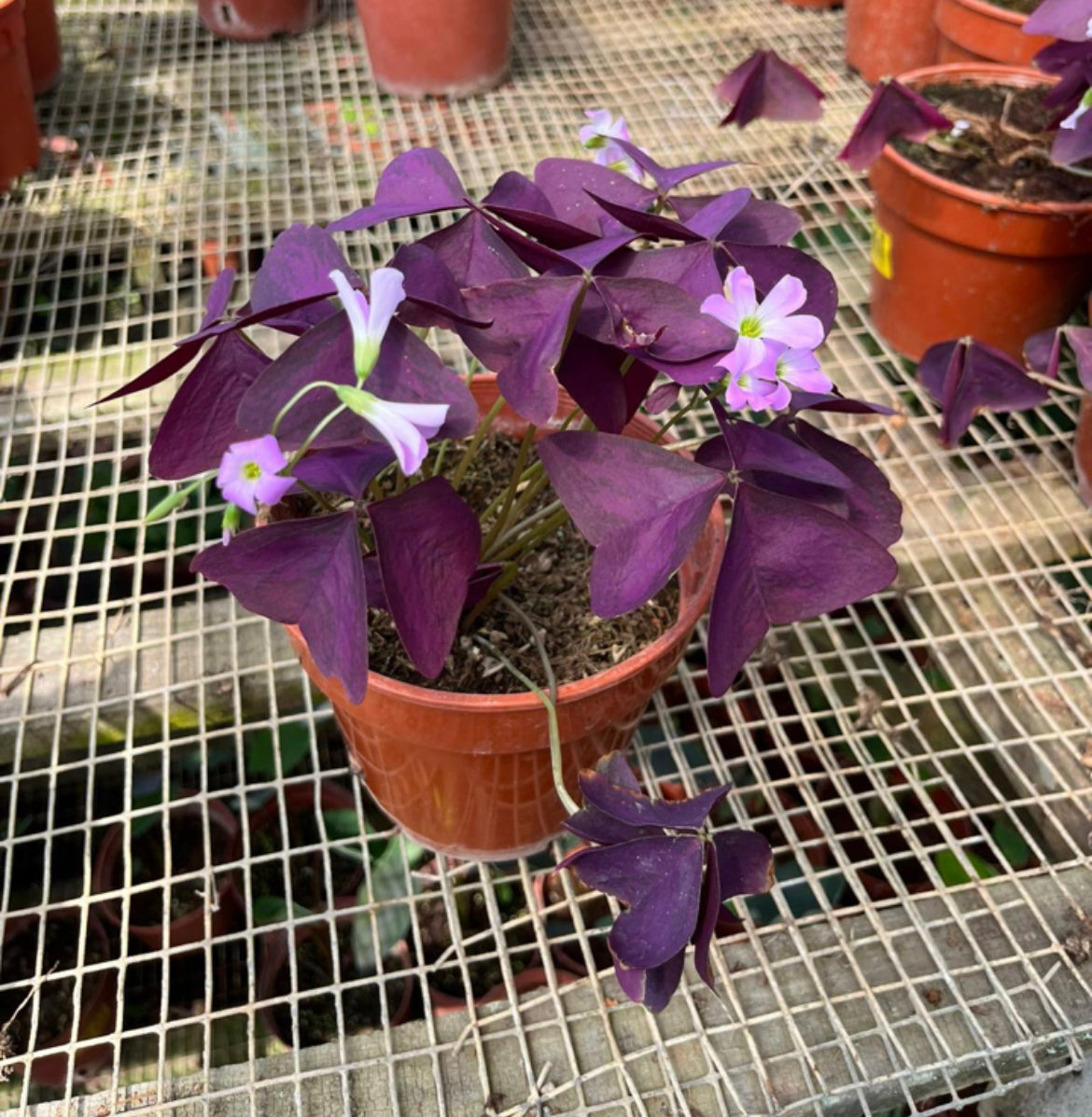 Oxalis Triangularis, Purple Shamrocks (0.2m)
