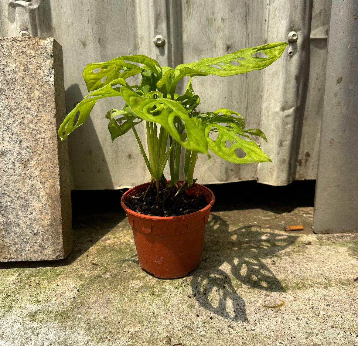 Monstera Adansonii (0.25m)