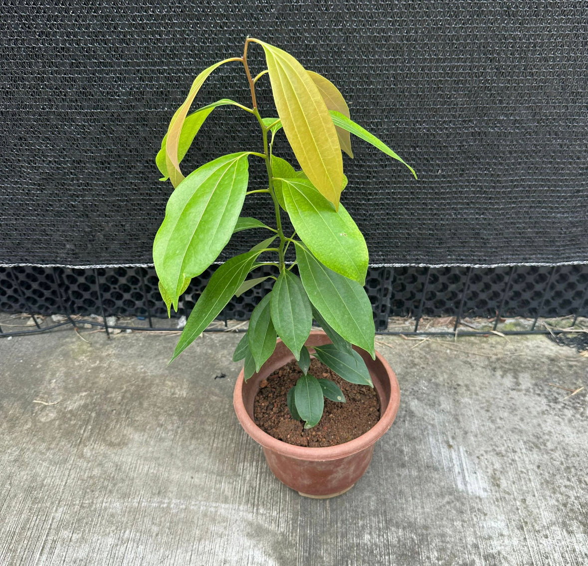 Cinnamon Tree (0.3m)