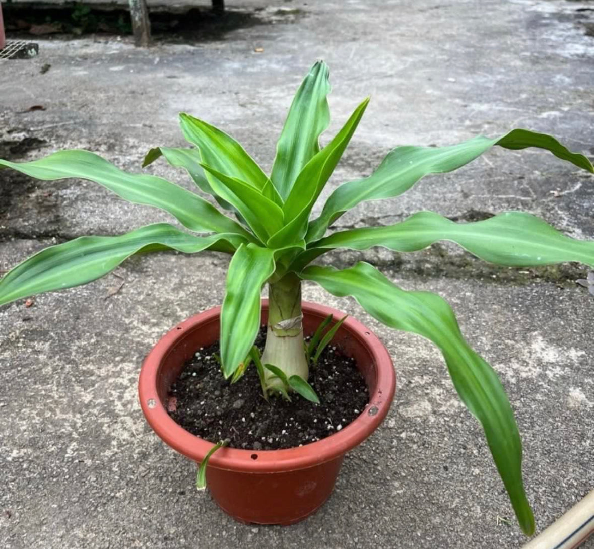 Crinum Asiaticum, Giant Crinum Lily, Grand Crinum Lily, Spider Lily (0.4m)