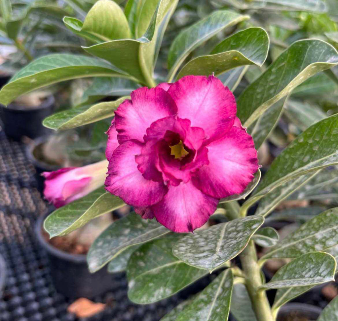 Assorted Colour Adenium Obesum, Multi (0.3m)