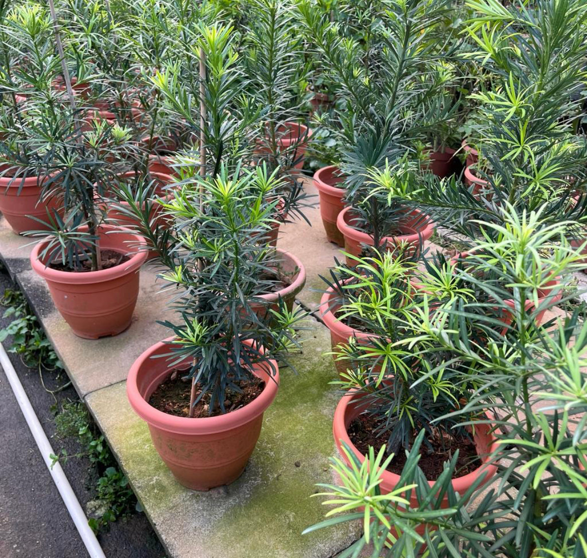 Podocarpus Macrophyllus (1m)