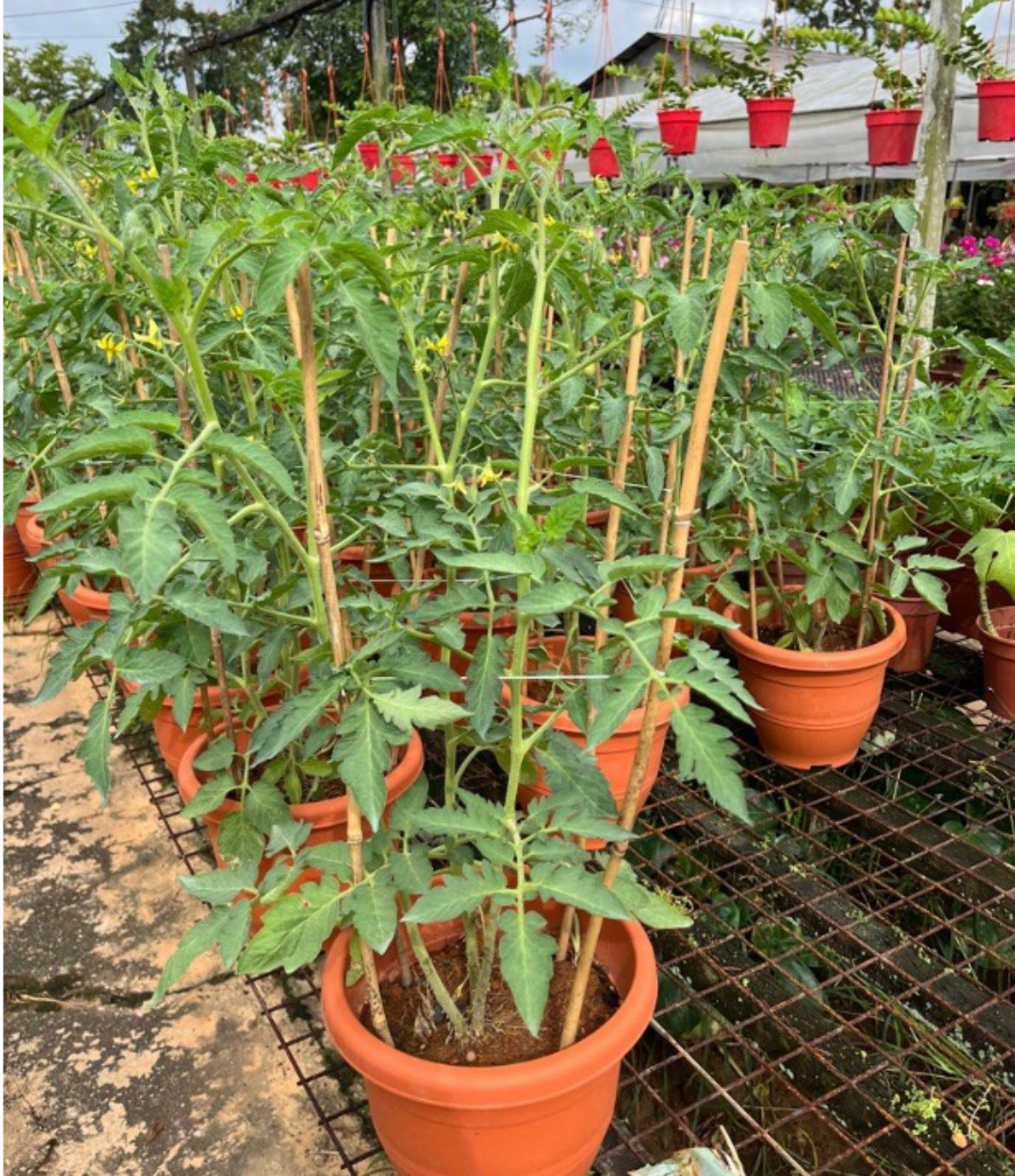 Cherry Tomato (0.6m)