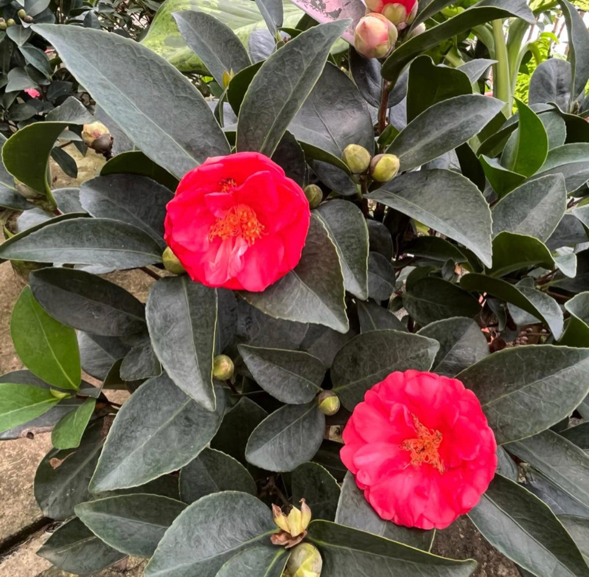 Camellia Azalea Multi Petal (0.8m)