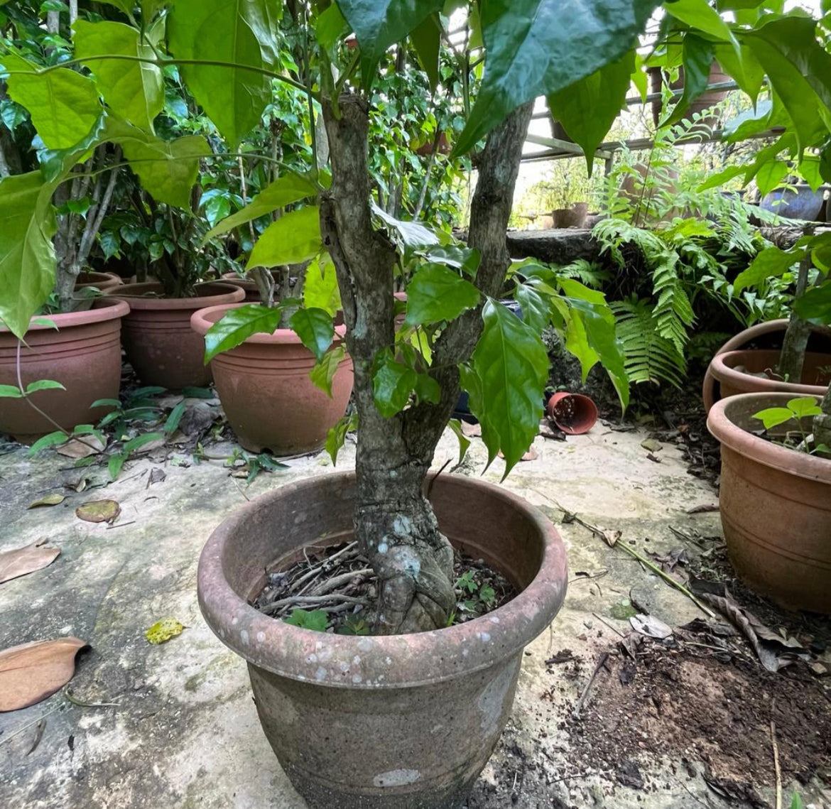 Radermachera Sinica, China Doll Plant (0.8m)