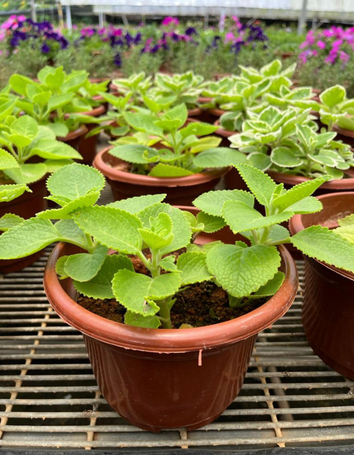 Plectranthus Amboinicus, Indian Borage (0.25m)