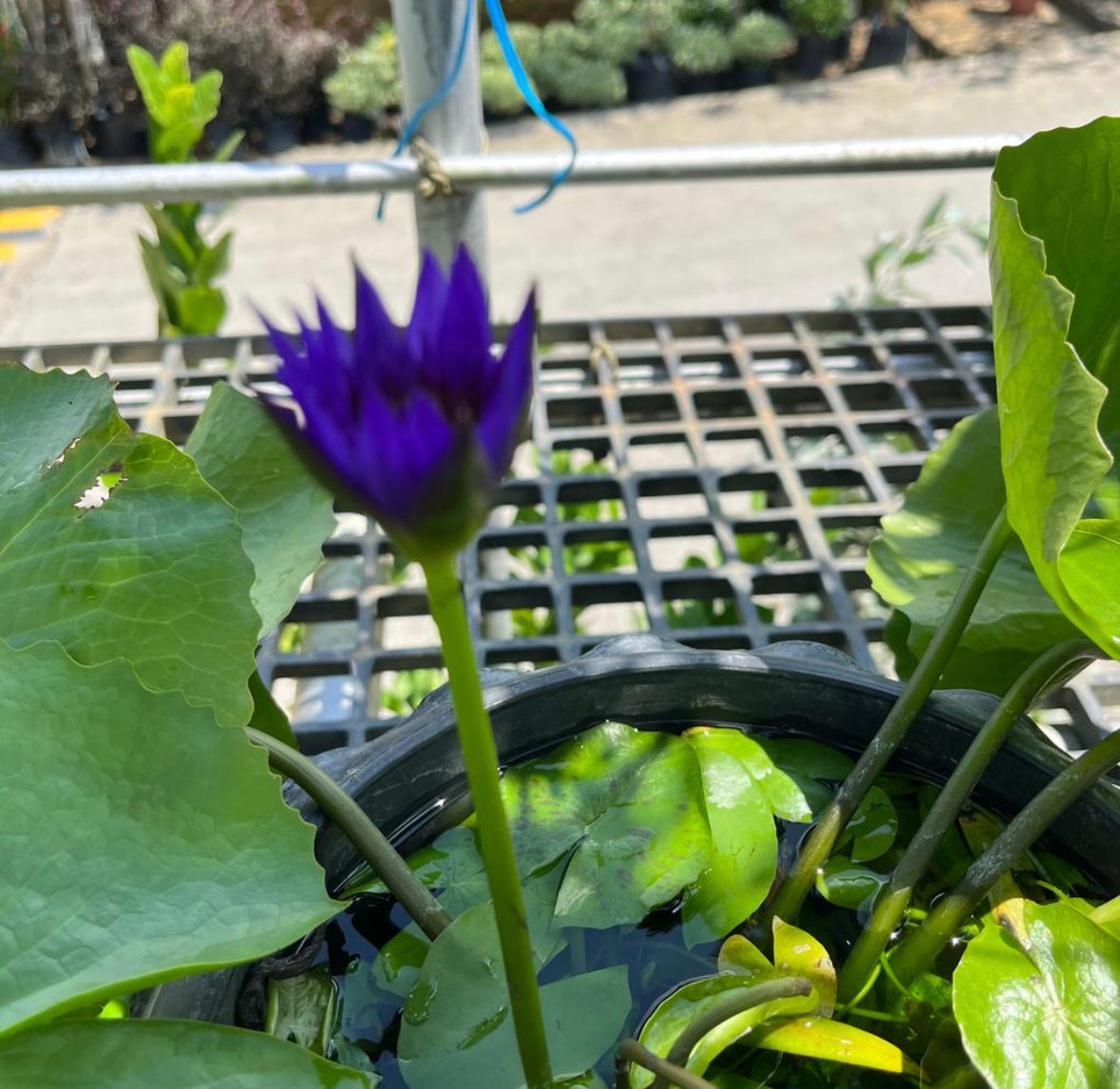 Nymphaea cultivar, Water Lily (0.3m) (Blue)