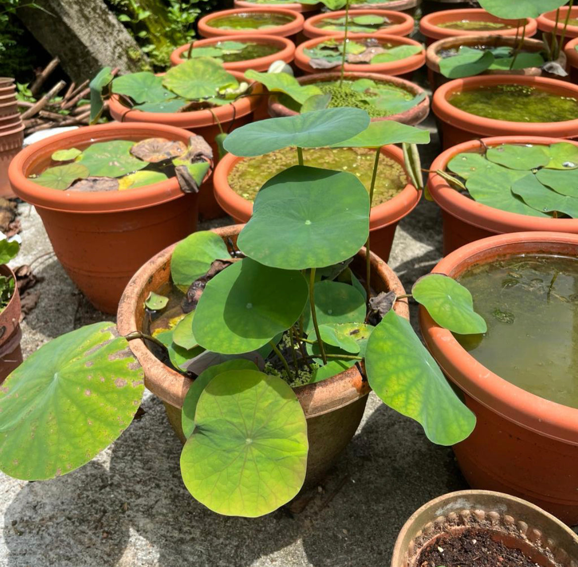 Nelumbo Nucifera, Lotus (0.45m)