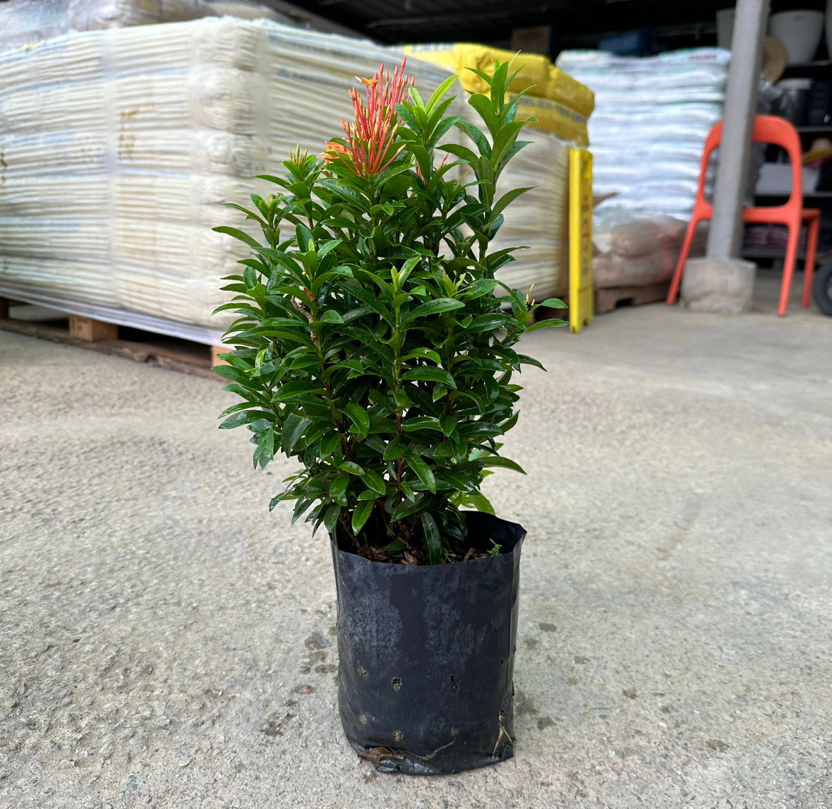 Bundle Of 3 - Ixora 'Dwarf Orange' In Bag (0.3m)