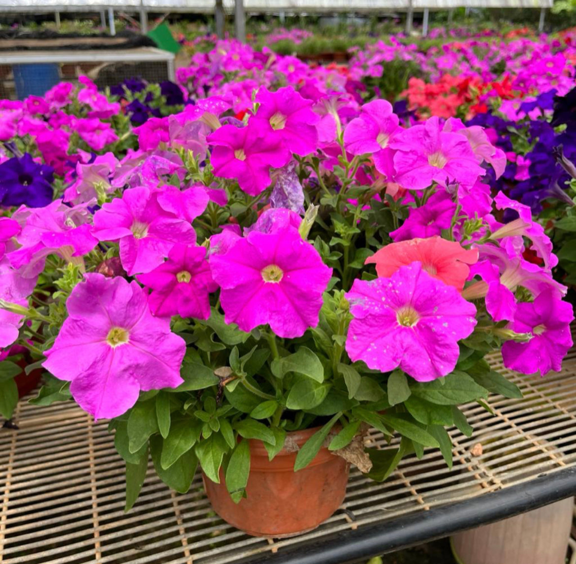 Petunia Violet (0.35m)