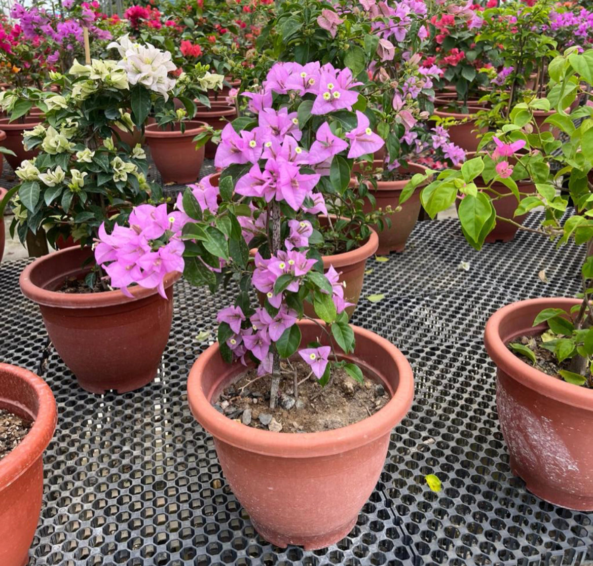 Bougainvillea Arborea Glaz (0.6m)