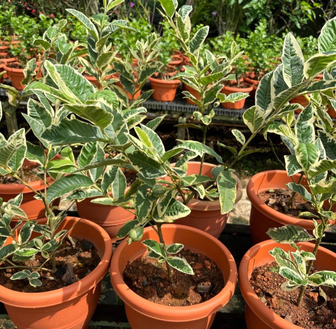 Psidium Guajava 'Variegata', Variegated Guava (0.6m)