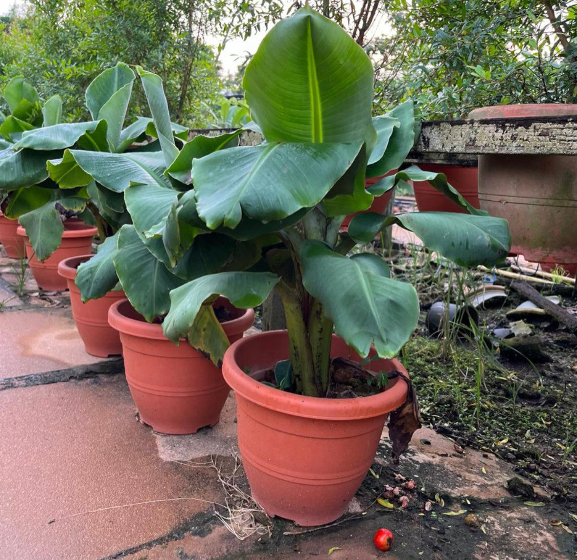 Cavendish Banana (0.5m)