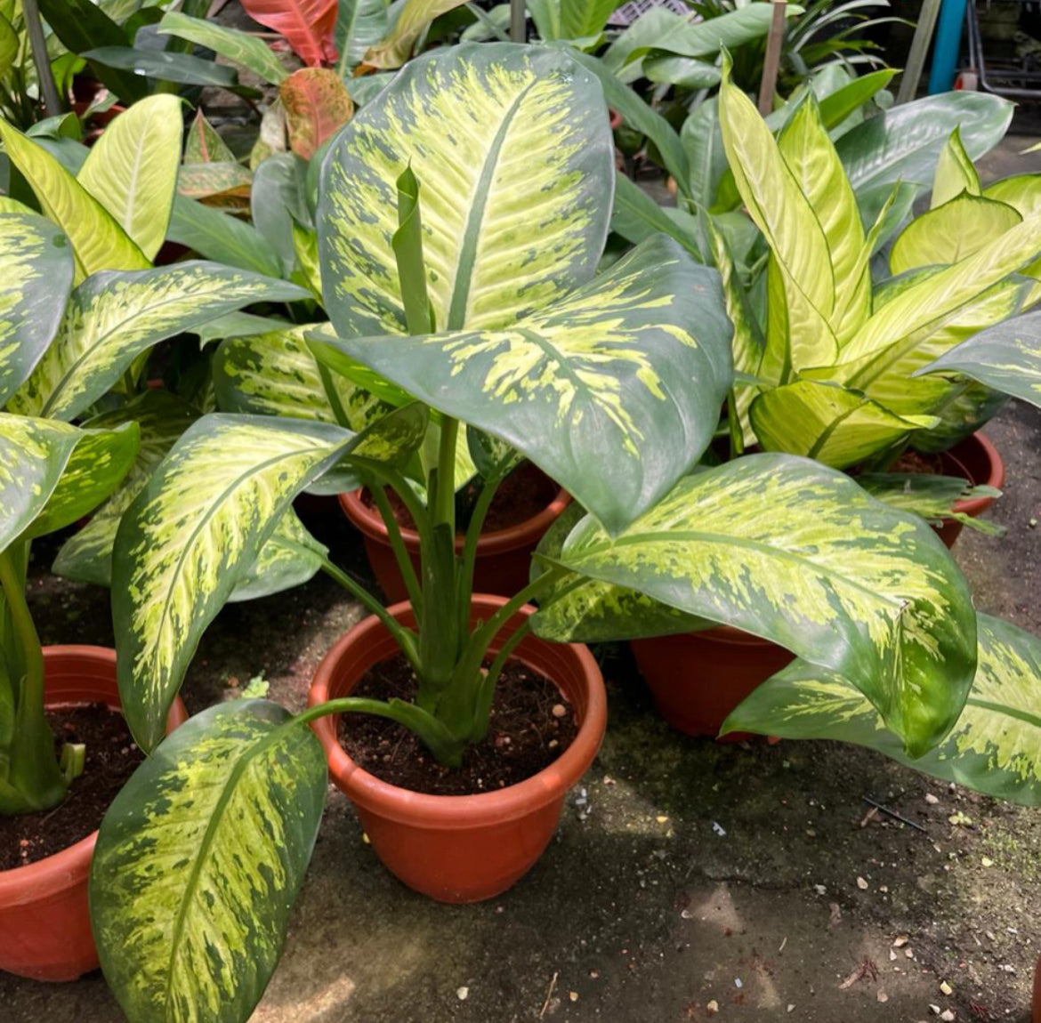 Dieffenbachia Amoena 'Tropic Snow' (0.5m)