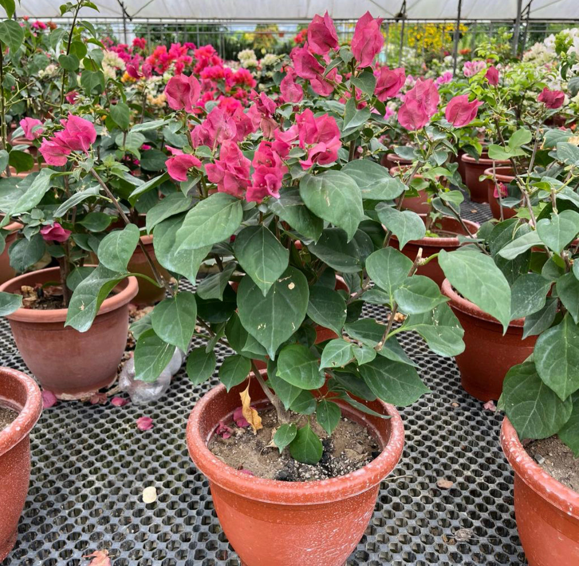 Bougainvillea × Buttiana 'Poultonii' (0.6m)
