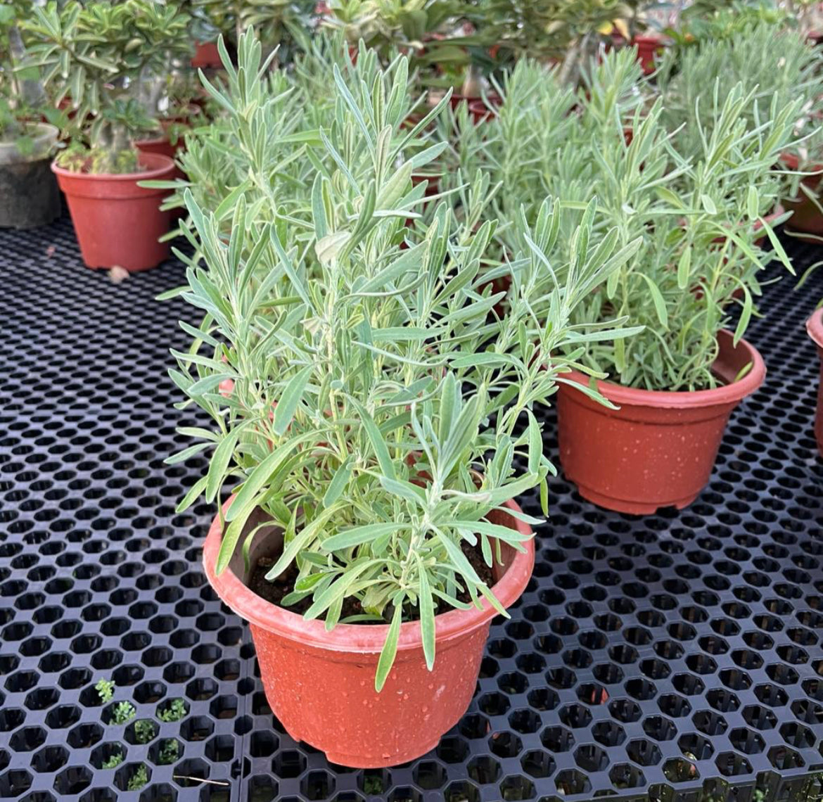 Lavandula Angustifolia, Lavender (0.35m)