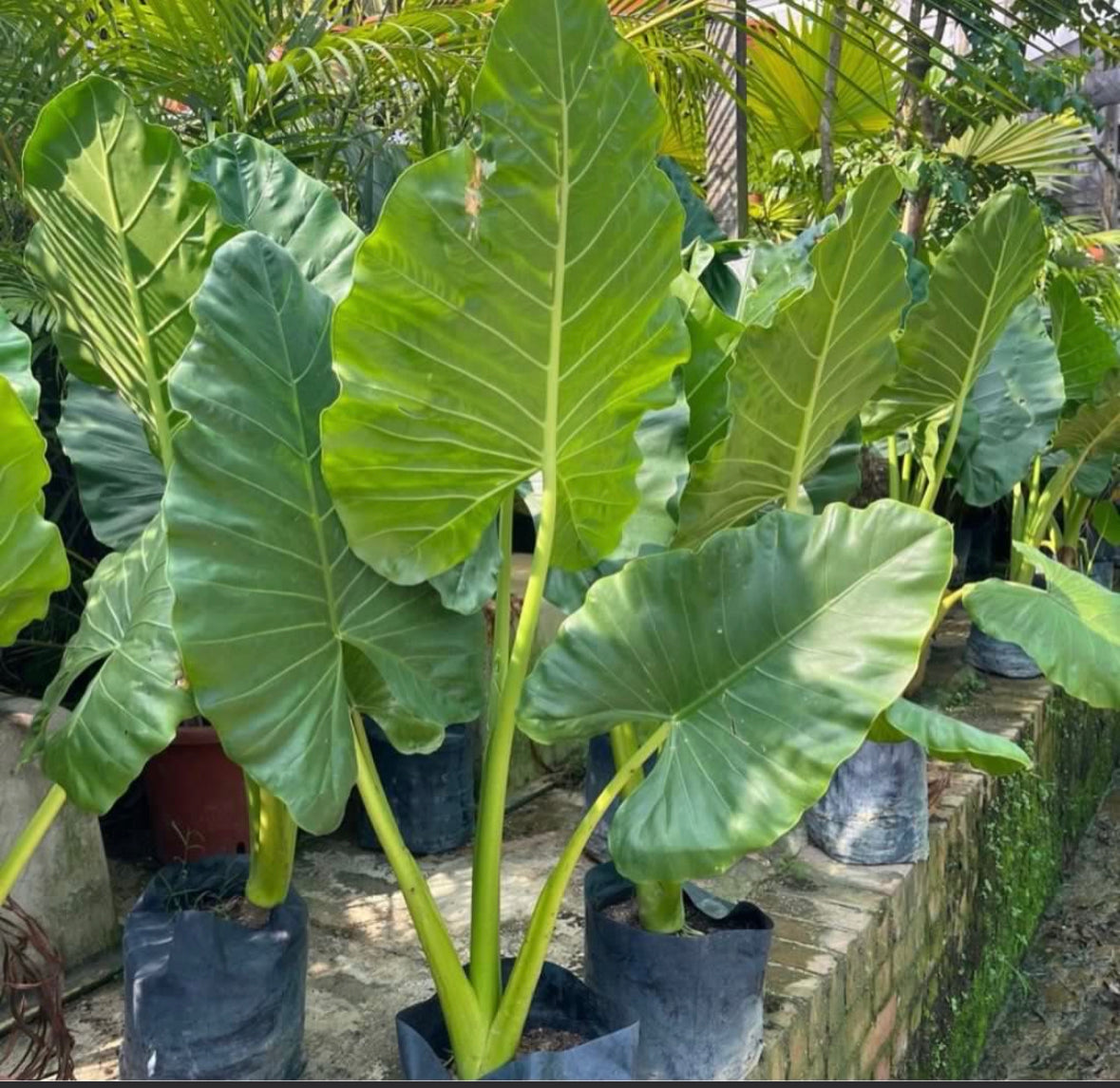 Alocasia Macrorrhizos, Elephant Ear Taro in bag (0.8m)