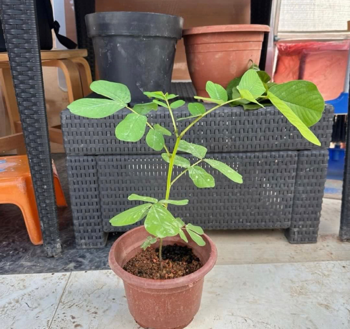Senna Alata (Linnaeus) Roxburgh, Candle Plant (0.4m)