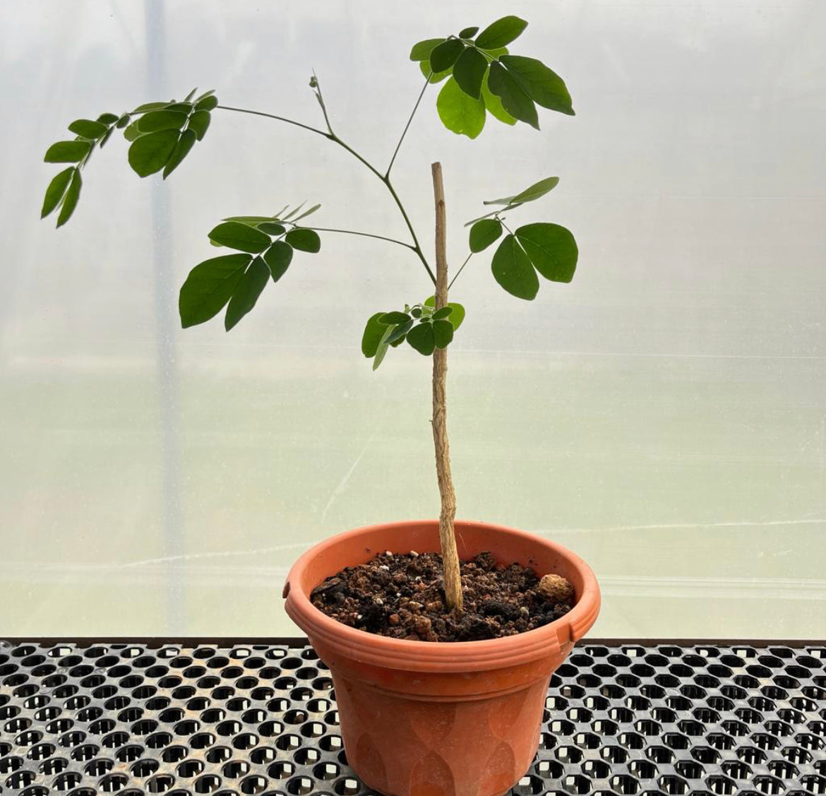 Samanea Saman, Rain Tree (0.6m)