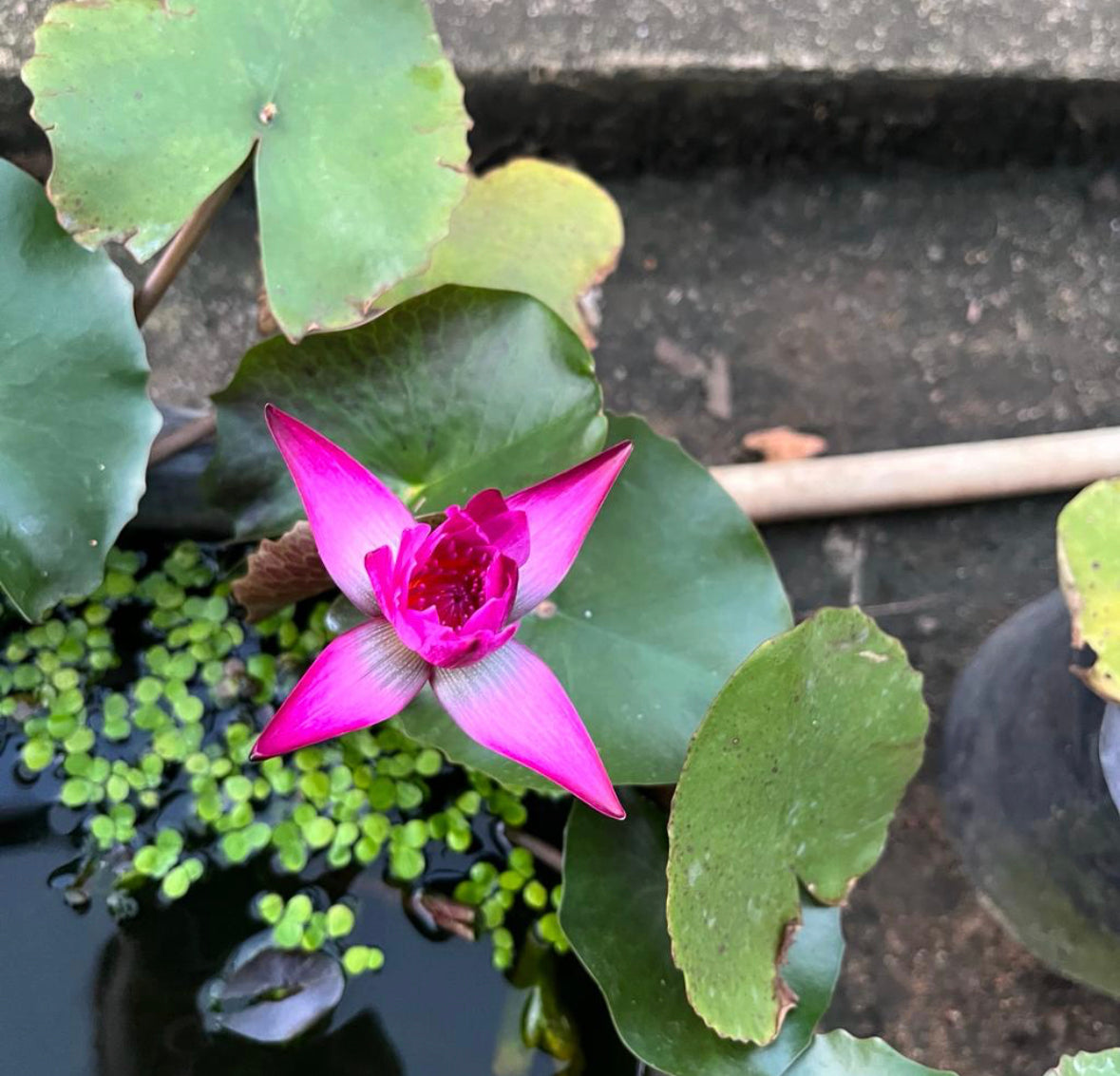 Nymphaea cultivar, Water Lily (0.3m) (Pink)