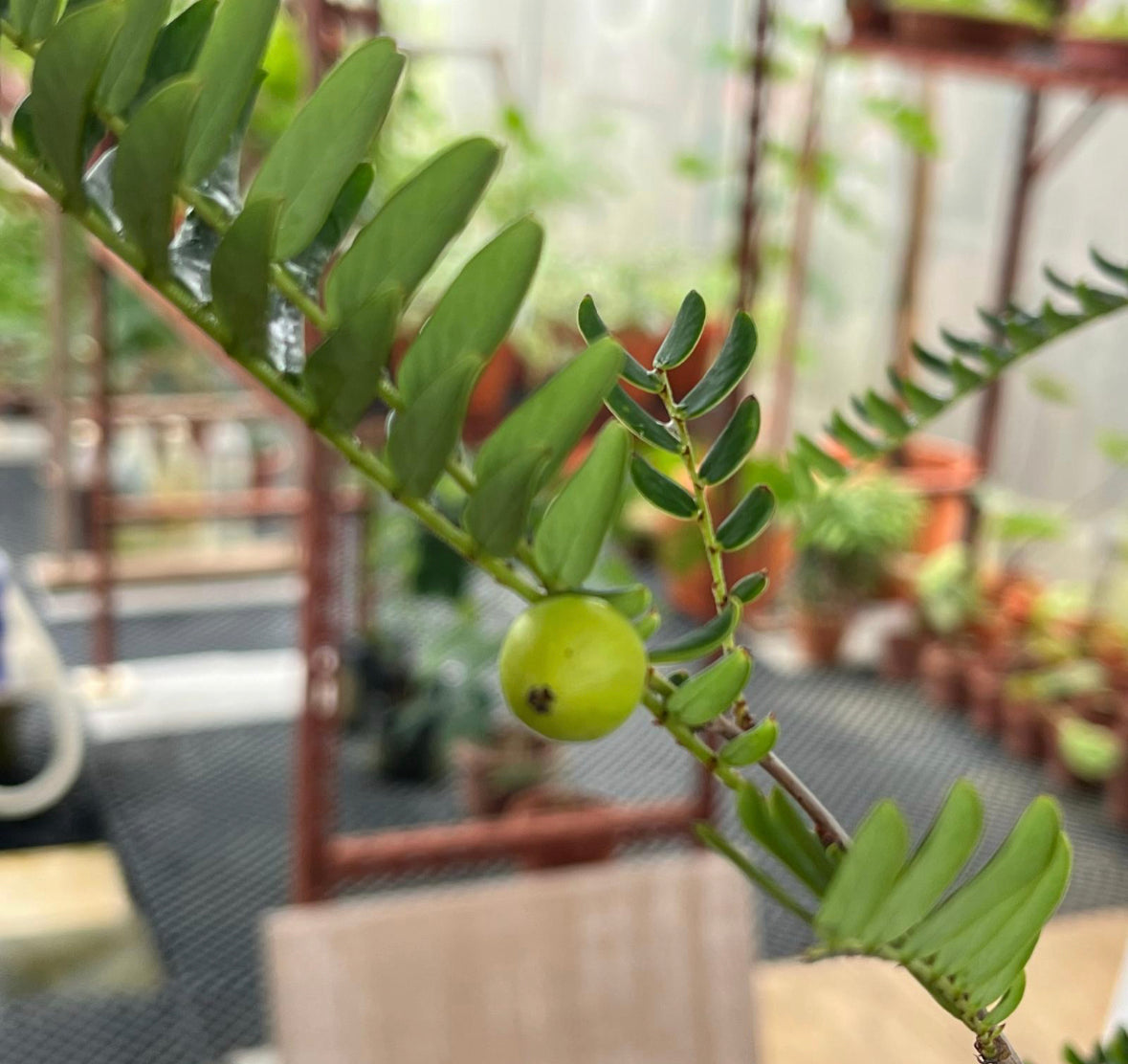 Phyllanthus Emblica, Indian Gooseberry (0.9m)
