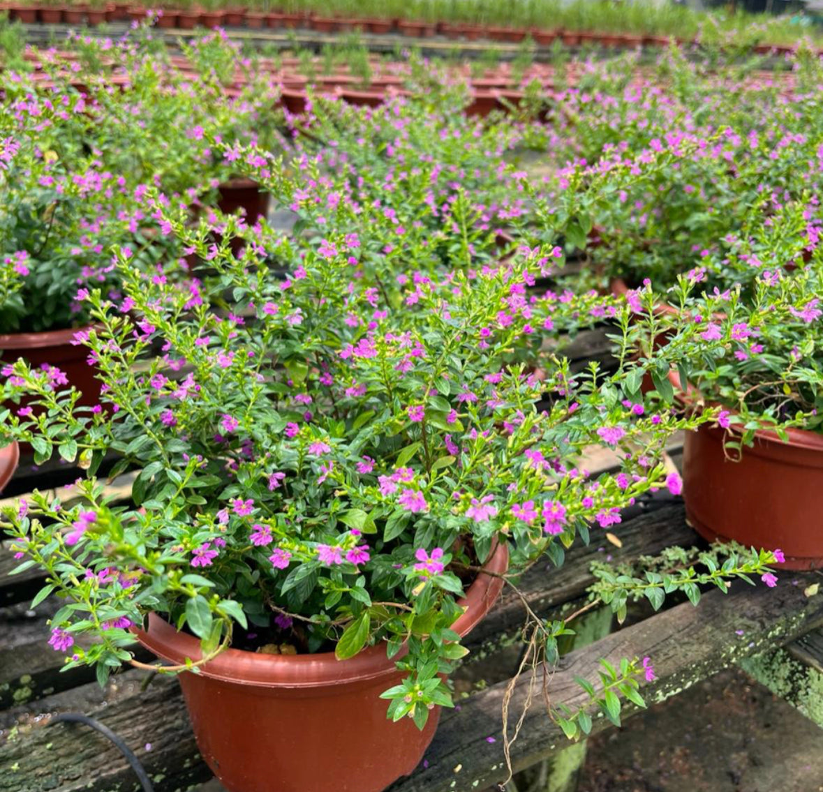 Cuphea Purple (0.3m)