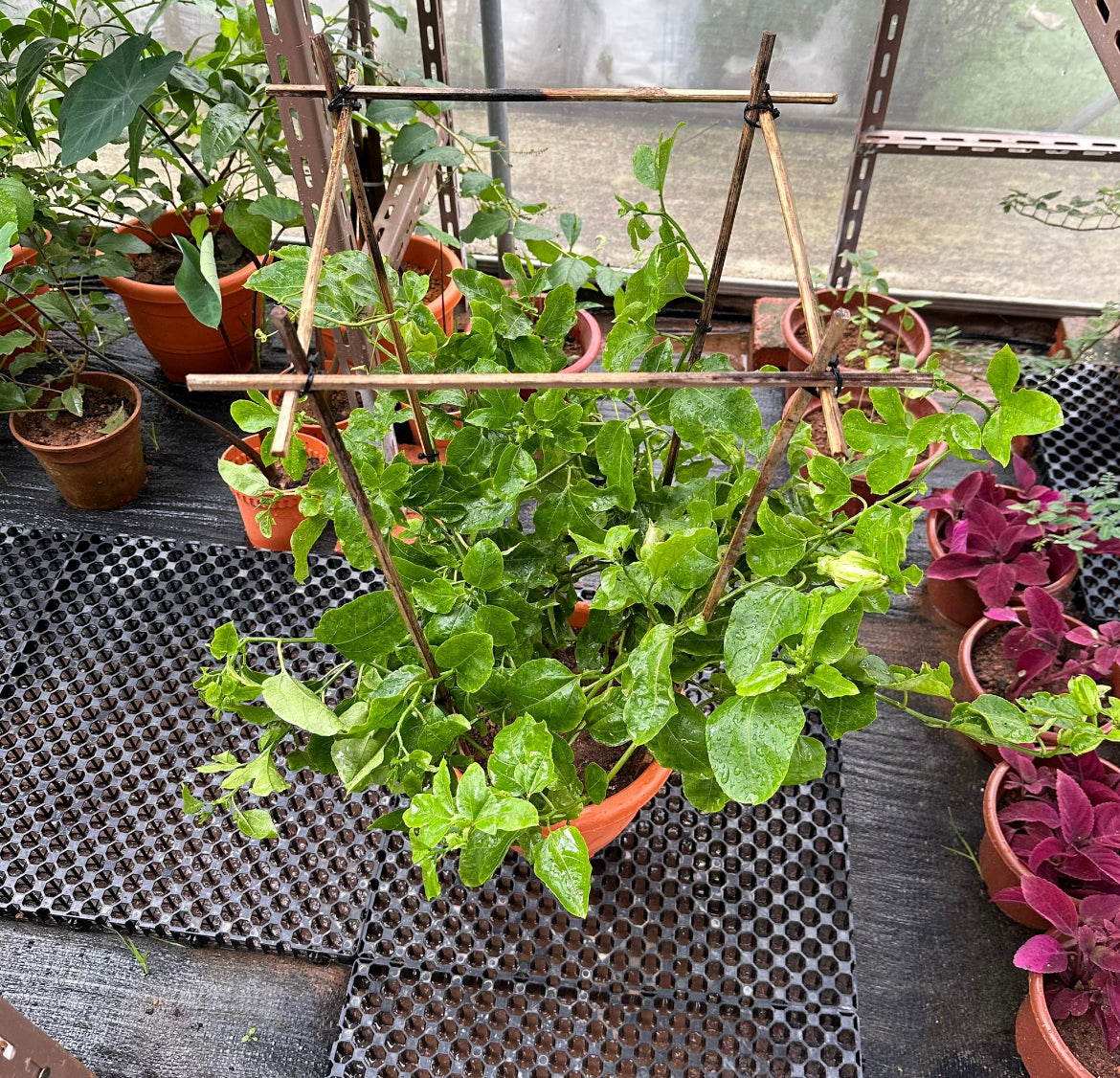 Passiflora Edulis, Passion Fruit (0.8m)