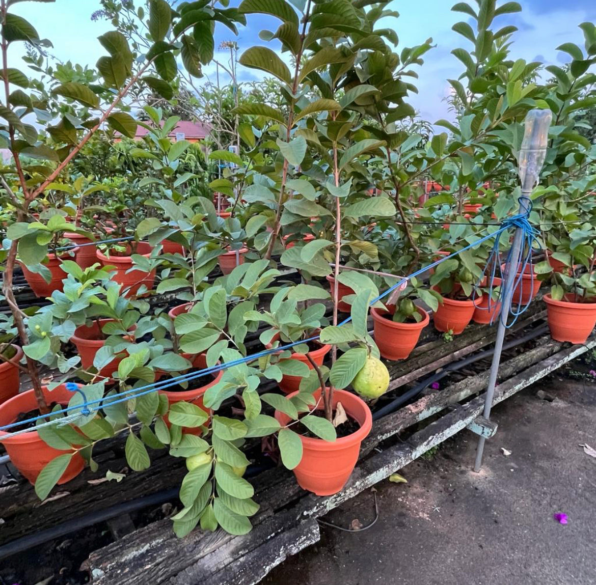 Psidium Guajava, Guava Plant (1m)