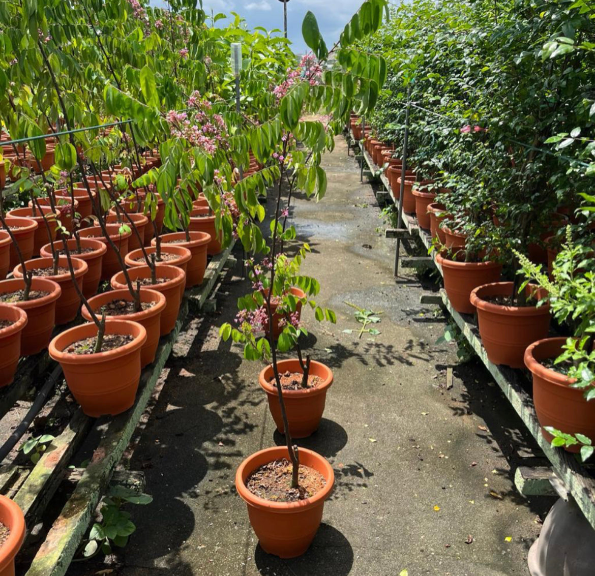 Averrhoa Carambola, Star Fruit (1.2m)