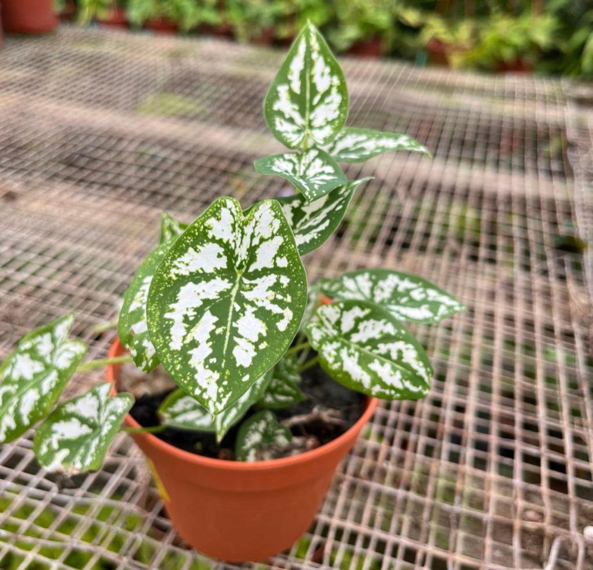 Caladium Humboldtii, Angel Wings (0.15m)