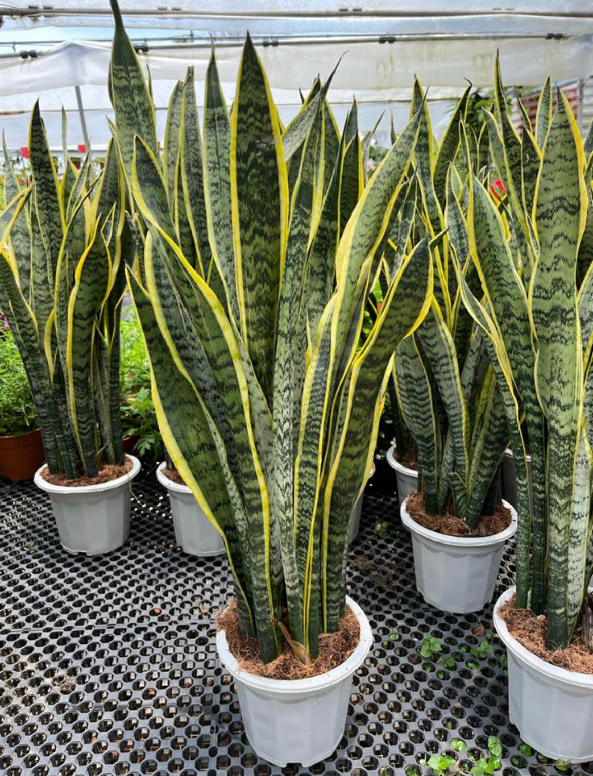 Dracaena Trifasciata 'Laurentii', Mother-In-Law's Tongue, Snake Plant (0.7m)