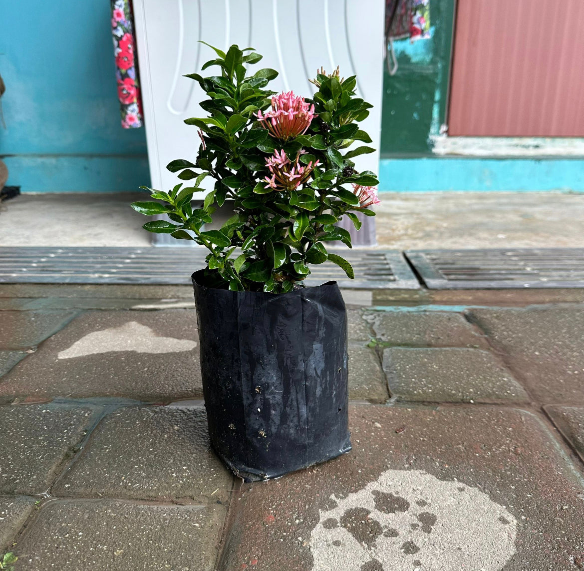Bundle Of 3 - Ixora 'Dwarf Pink' In Bag (0.3m)