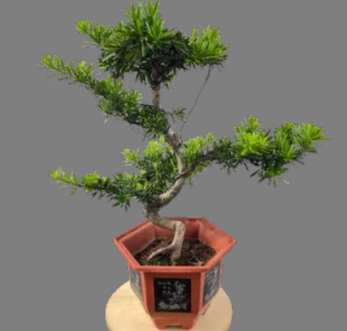 Podocarpus Bonsai (0.8m)