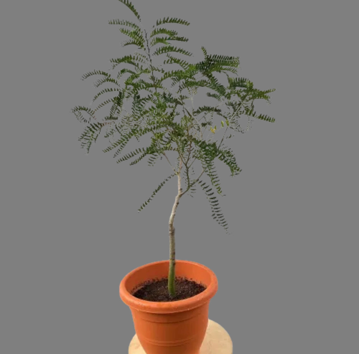 Phyllanthus Emblica, Indian Gooseberry (0.9m)