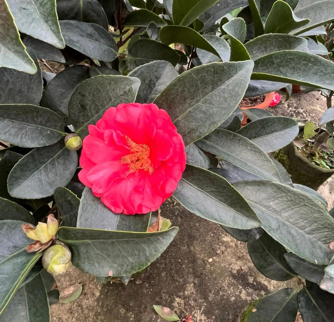 Camellia Azalea Multi Petal (0.8m)