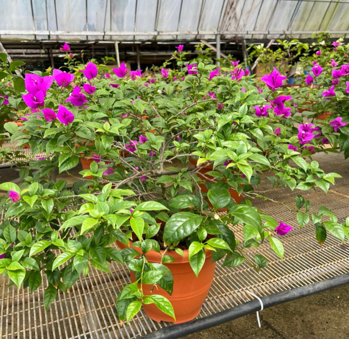 Bougainvillea Purple (0.6m)