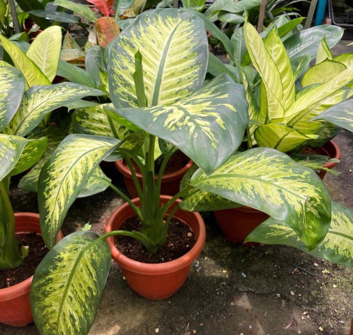 Dieffenbachia Amoena 'Tropic Snow' (0.5m)