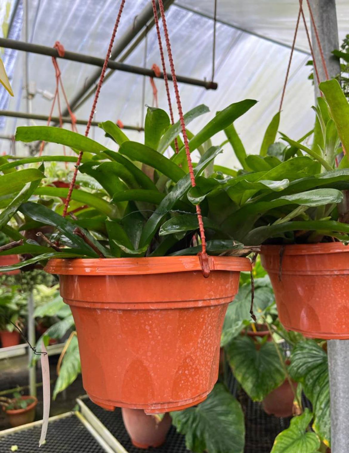 Neoregelia 'Tequila' (0.25m)