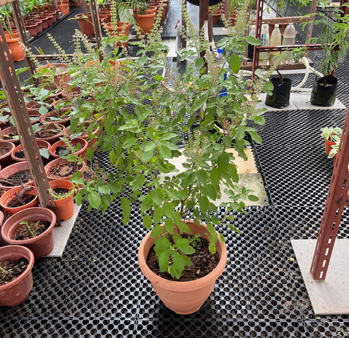 Ocimum Tenuiflorum, Holy Basil, Sacred Basil, Tulsi (0.65m)