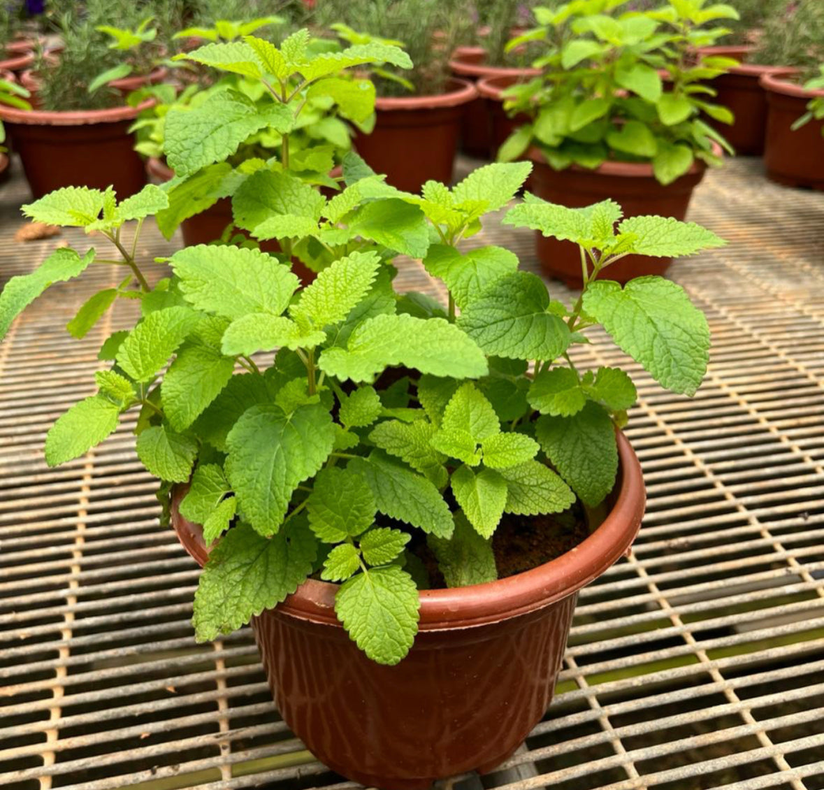 Melissa Officinalis, Lemon Balm (0.25m)